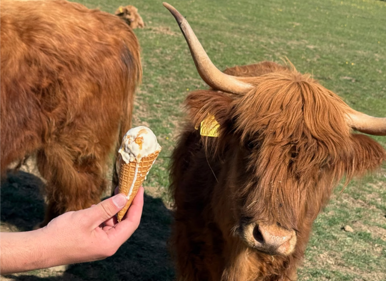 Premium Gelato & Sorbet Cart For a Memorable Experience
