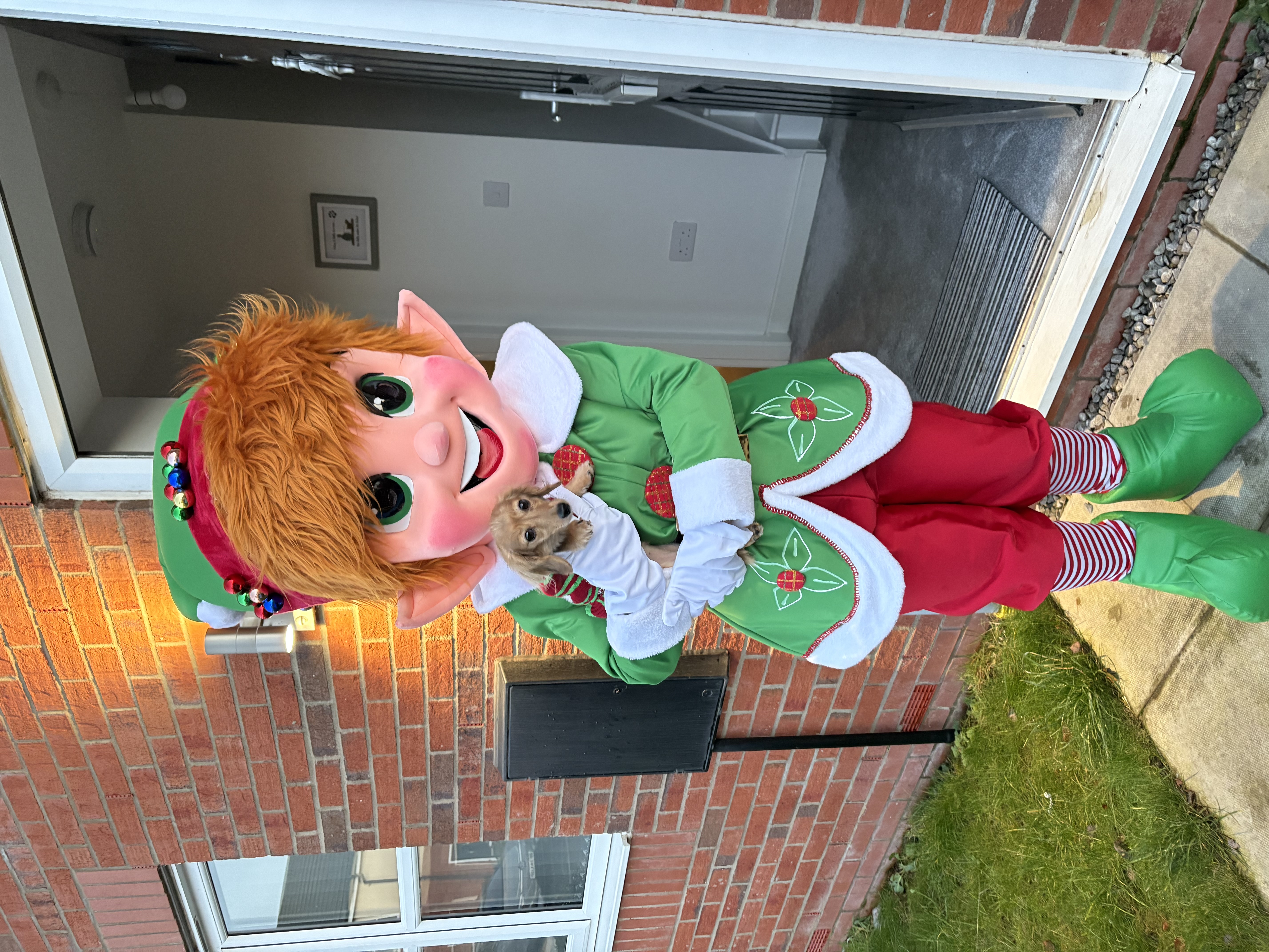 'Jingles' the Good Elf