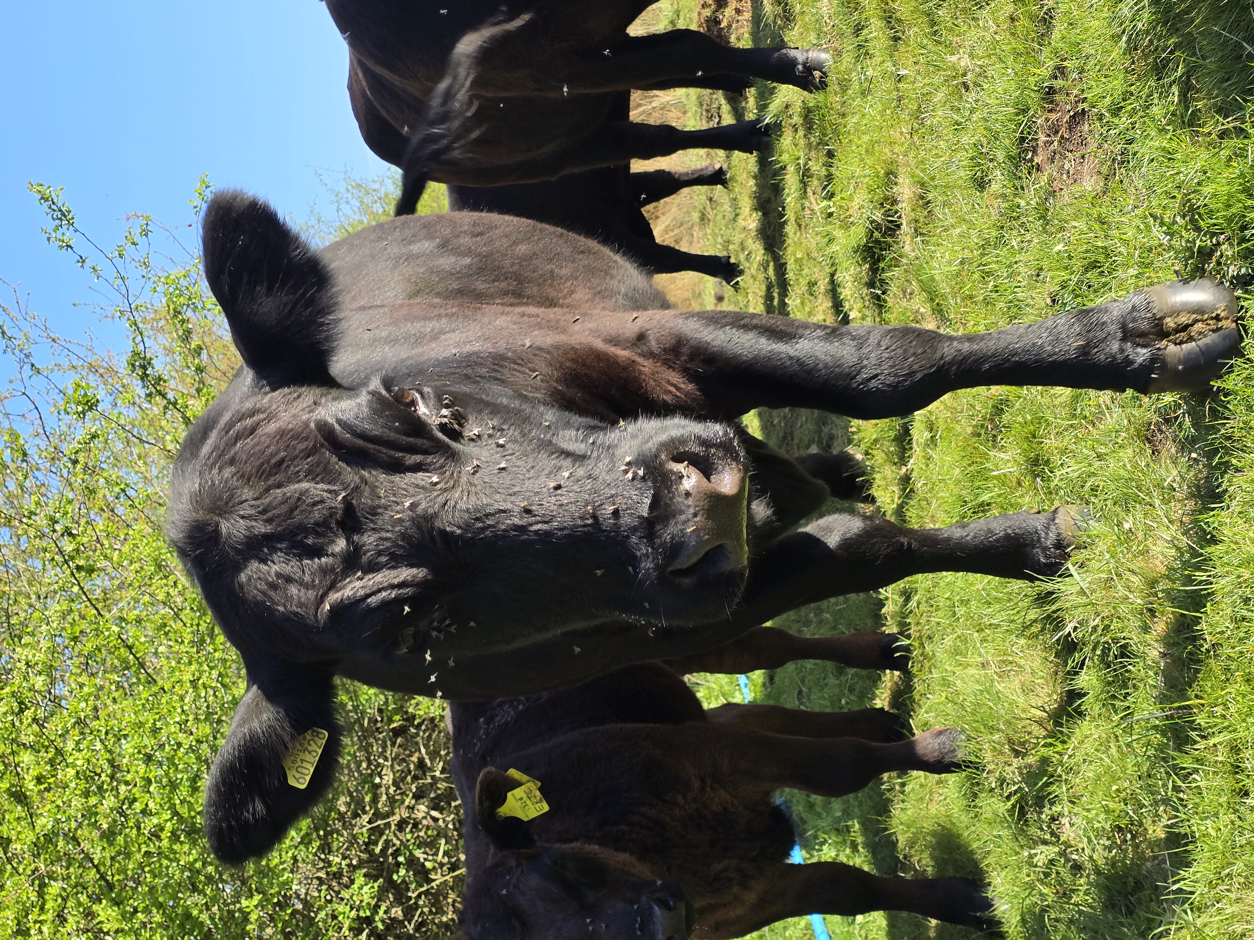 Award Winning Smash Burgers Straight From Our Regenerative Farm