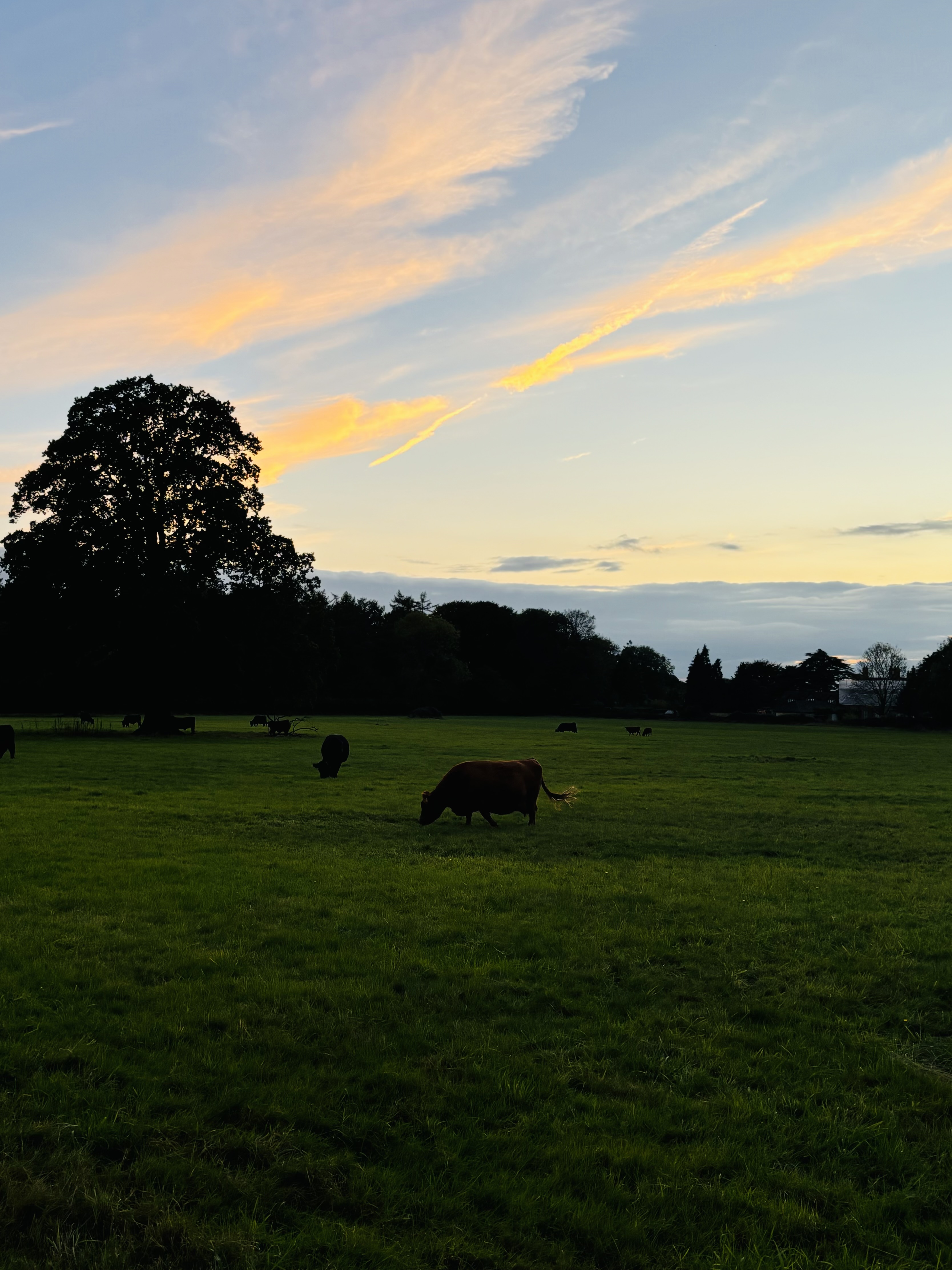 Delicious 5-Course Menu with Beef Wellington as Main