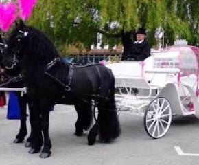 Arrive in Style in a  Horse and Carriage