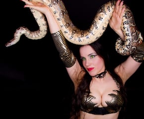 Charming Snake Show Guaranteed to Impress Your Guest